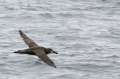 Black-footed Albatross