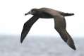 Black-footed Albatross