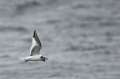 Sabine's Gull