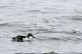 Buller's Shearwater