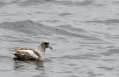 Northern Fulmar