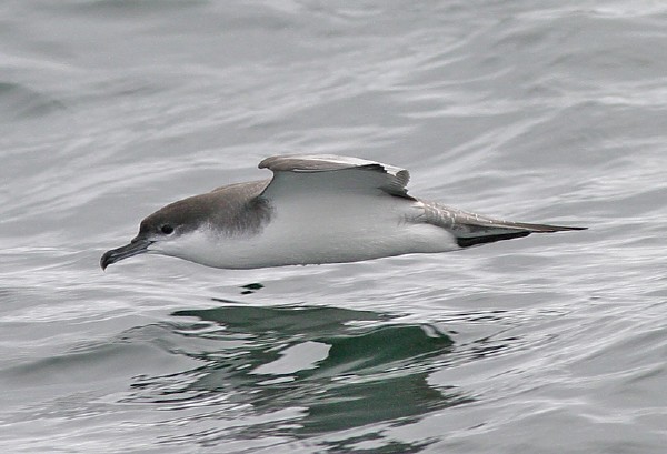 Buller's Shearwater