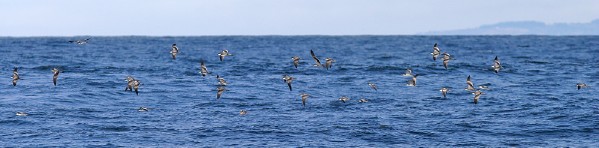 Buller's Shearwater