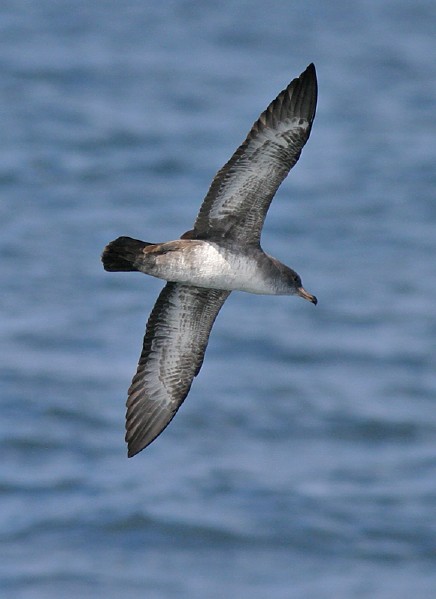 Pink-footed Shearwater