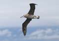 Black-footed Albatross