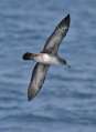 Pink-footed Shearwater