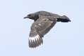 South Polar Skua