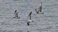 Pink-footed Shearwater, Streaked Shearwater, and Pomarine Jaeger