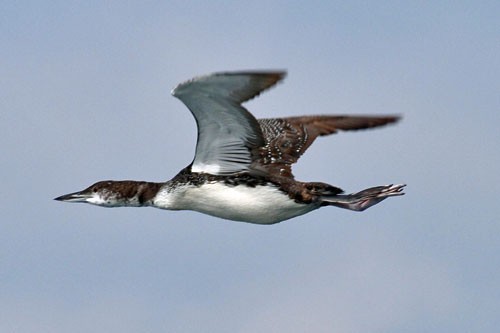 Common Loon