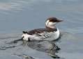 Common Murre