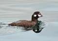 Harlequin Duck