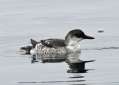 Pigeon Guillemot