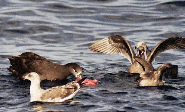 Black-footed Albatross & gulls