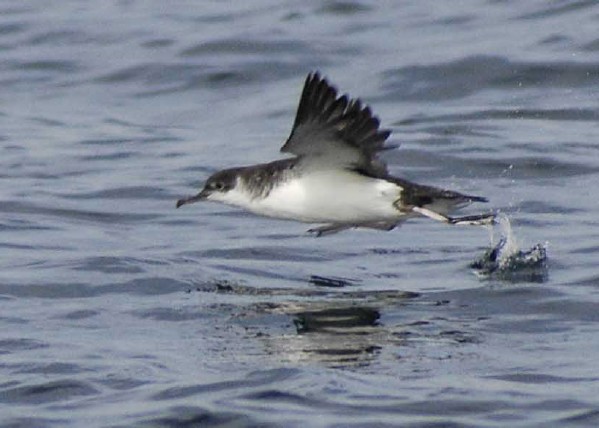 Manx Shearwater