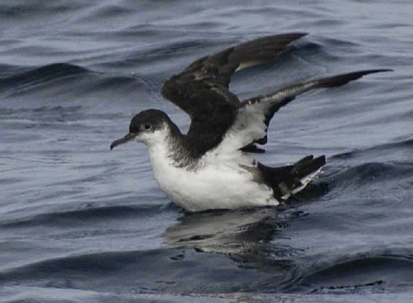 Manx Shearwater