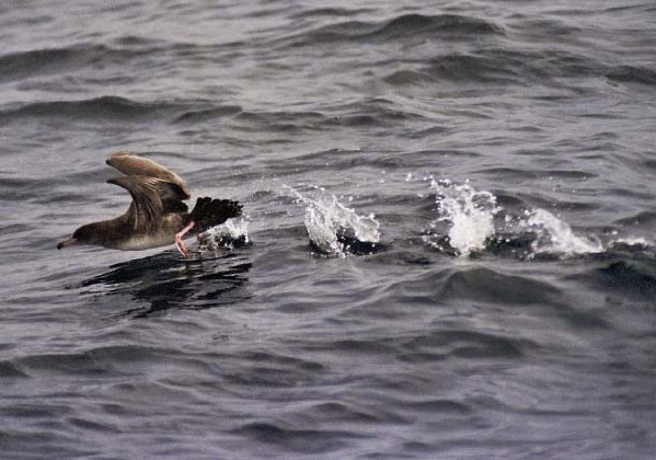 Pink-footed Shearwater