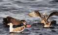 Black-footed Albatross & gulls