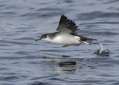 Manx Shearwater