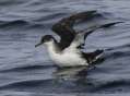 Manx Shearwater