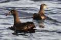 Black-footed Albatross