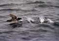 Pink-footed Shearwater