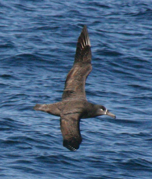 Black-footed Albatross