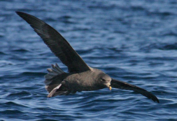 Northern Fulmar