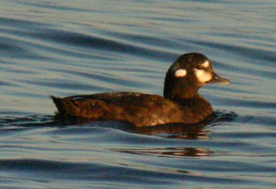 Harlequin Duck - female