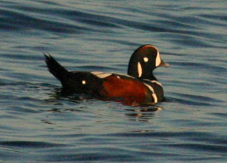 Harlequin Duck - male