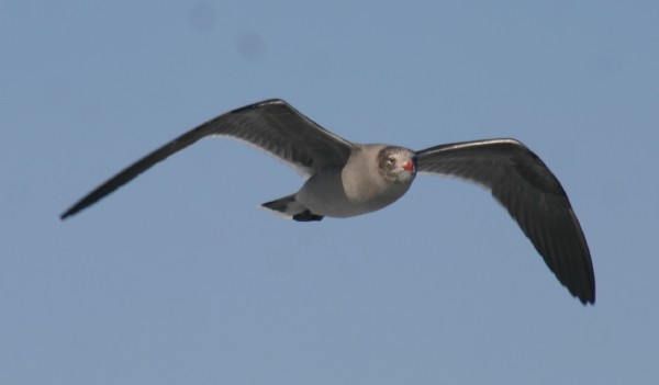 Heermann's Gull