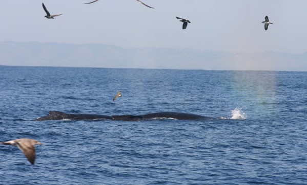 Humpback Whale