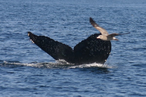 Humpback Whale