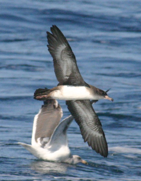 Pink-footed Shearwater