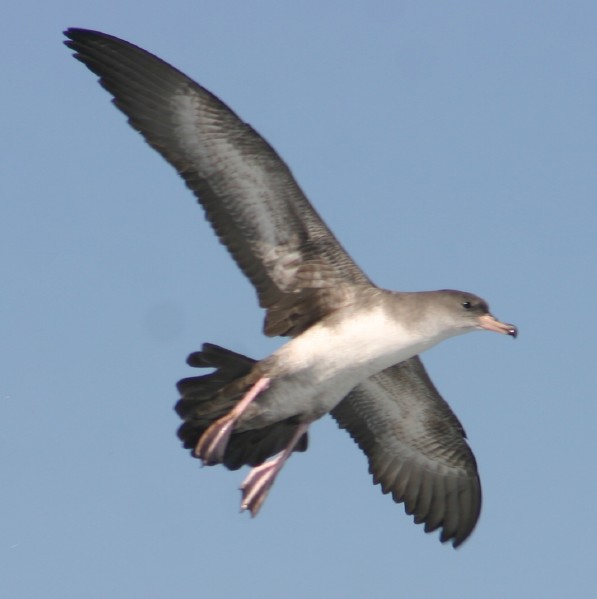 Pink-footed Shearwater