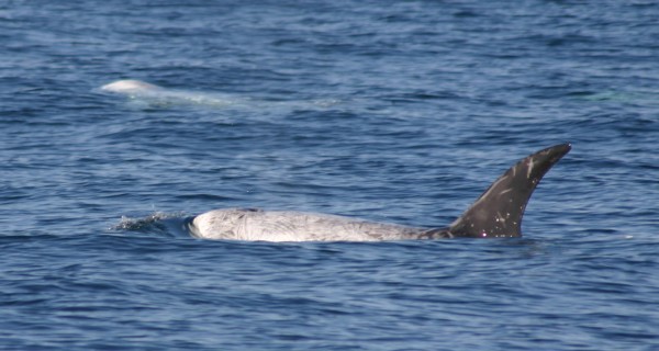 Risso's Dolphin