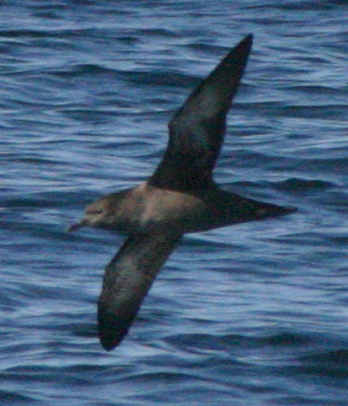 Short-tailed Shearwater