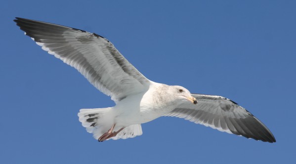 Western Gull - immature