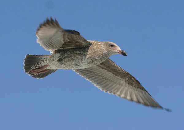 Western Gull - juvenal plumage