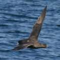 Northern Fulmar