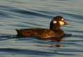 Harlequin Duck - female