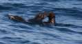 Northern Fur Seal