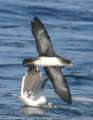 Pink-footed Shearwater