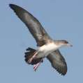 Pink-footed Shearwater