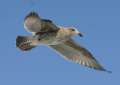Western Gull - juvenal plumage