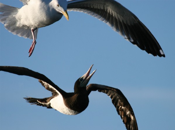 Brown Booby