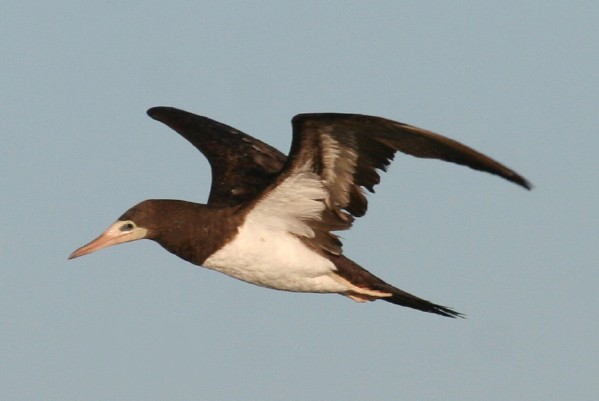 Brown Booby