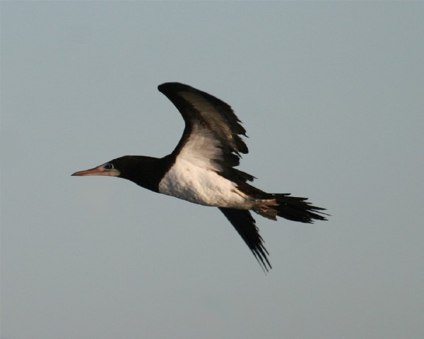 Brown Booby