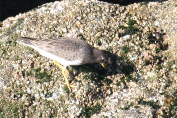 Surfbird