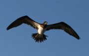 Brown Booby