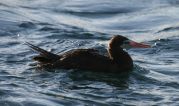 Brown Booby